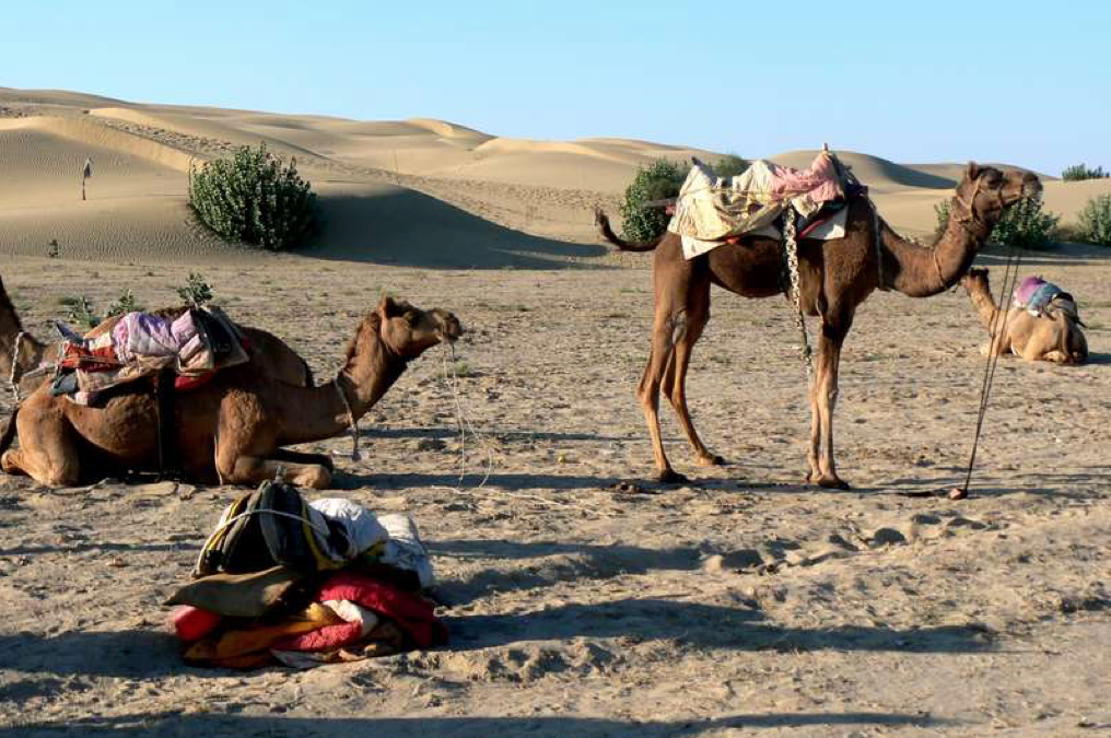 Animals of the Bible (2) The Camel