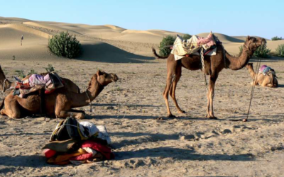 Animals of the Bible (2) The Camel