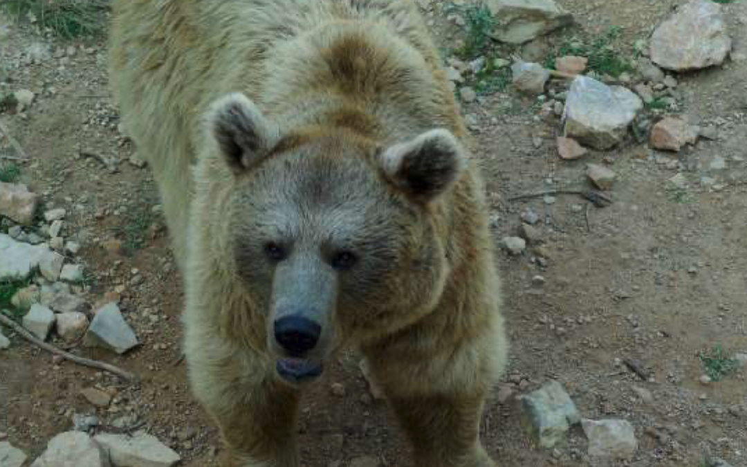 MEDITATION – ANIMALS (4) THE BEAR