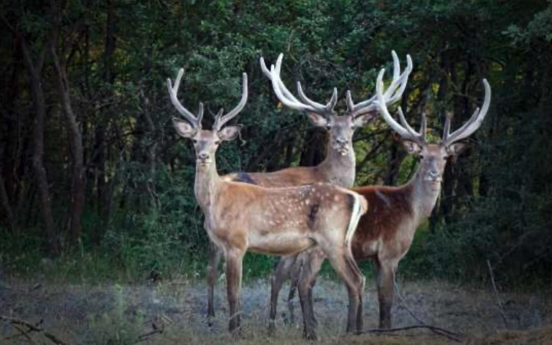 Animals of the Bible (5) – The Red Deer