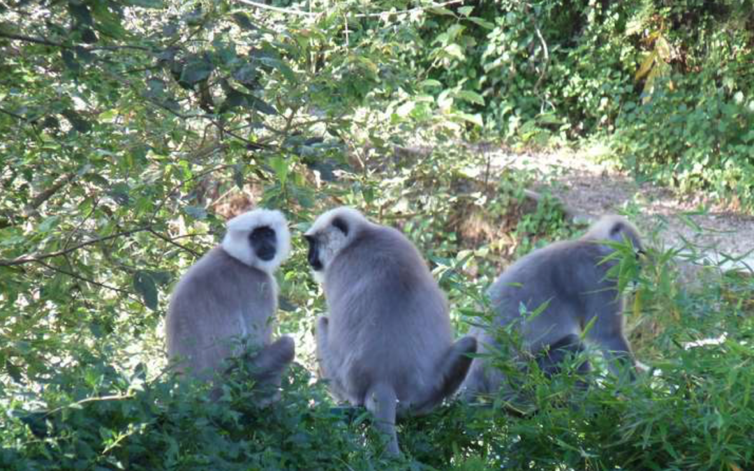 Animals of the Bible (6) Apes and Monkeys