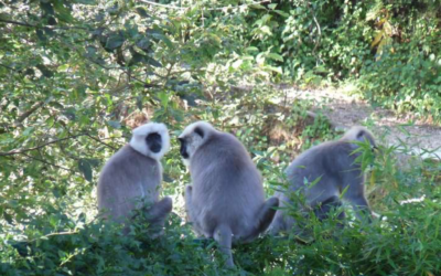 Animals of the Bible (6) Apes and Monkeys