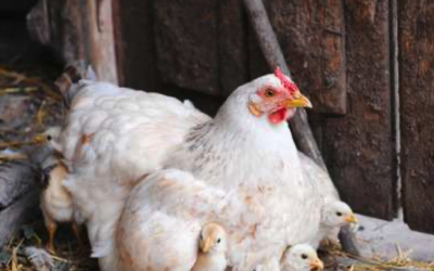 Animals of the Bible (10) The Hen